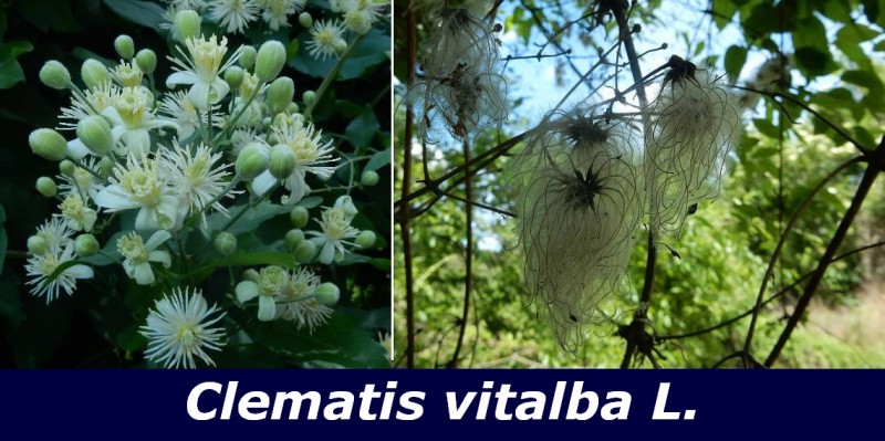 Clematis vitalba..jpg