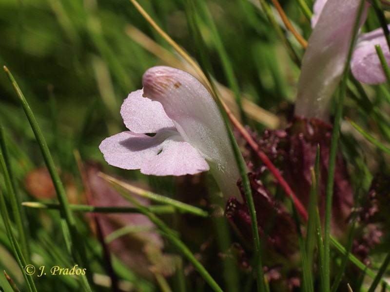 Pedicularis sylvatica 190626_9.JPG