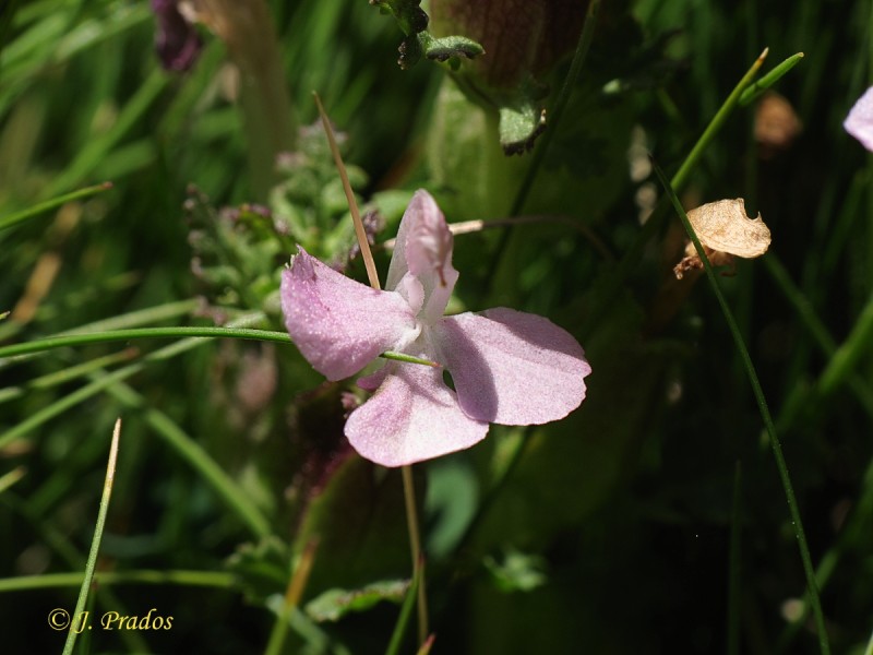 Pedicularis sylvatica 190626_6.JPG