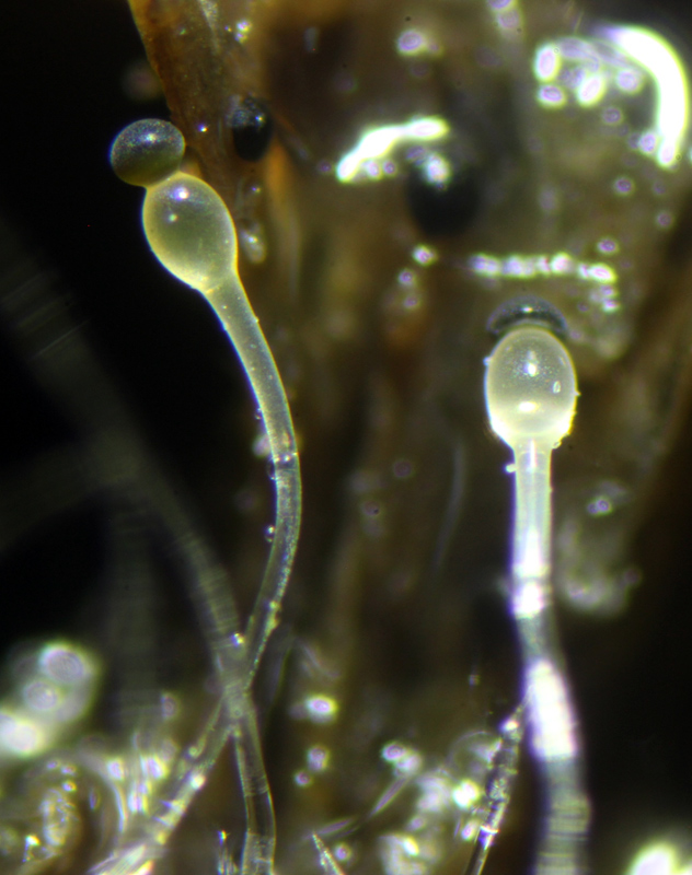 Pilobolus oedipos 0010.jpg