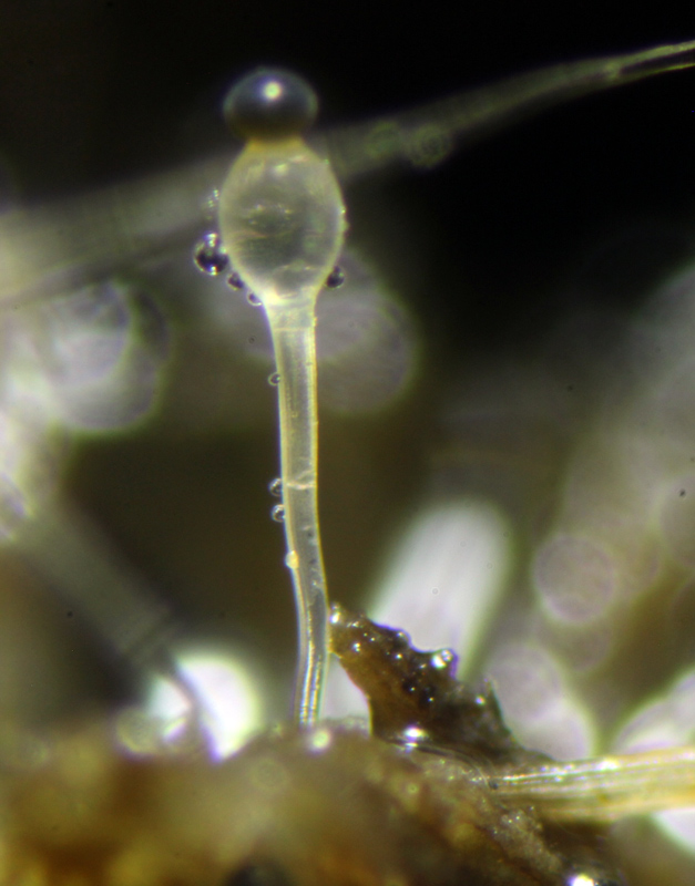 Pilobolus oedipos 0008.jpg