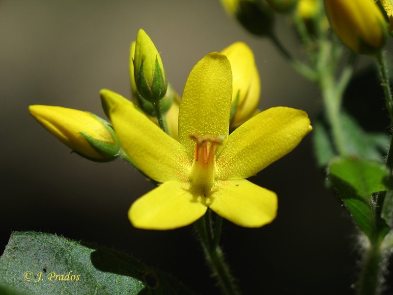 Lysimachia vulgaris_6.JPG