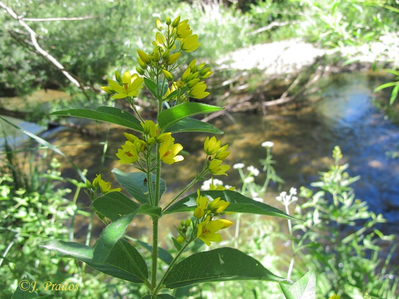 Lysimachia vulgaris_3.JPG