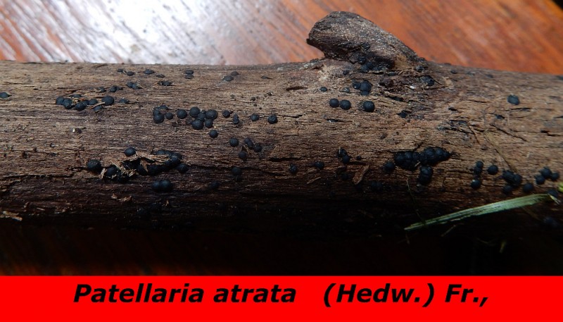 Patellaria atrata (Hedw.) Fr..jpg