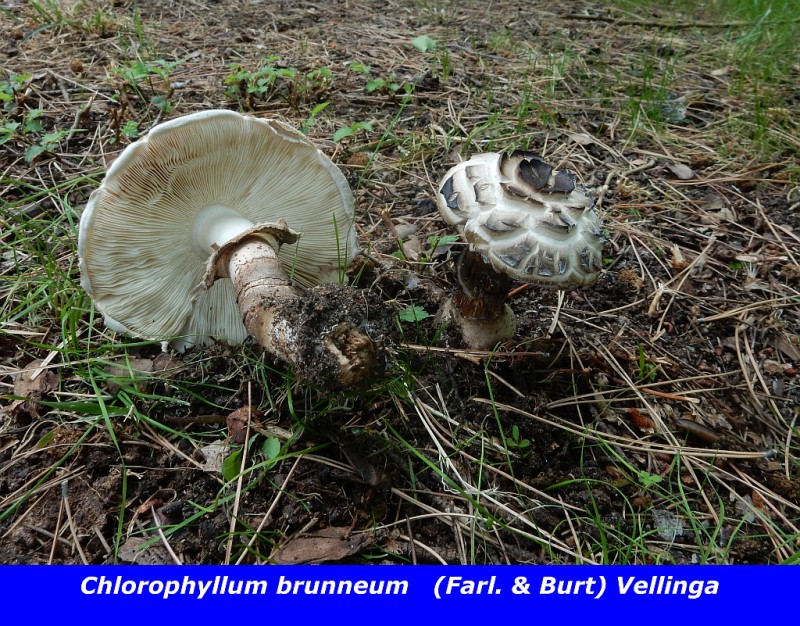 Chlorophyllum brunneum (Farl. & Burt) Vellinga.jpg