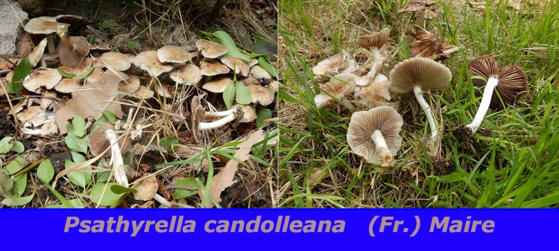 Psathyrella candolleana (Fr.) Maire.jpg