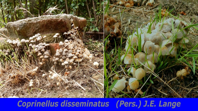 Coprinellus disseminatus (Pers.) J.E. Lange.jpg
