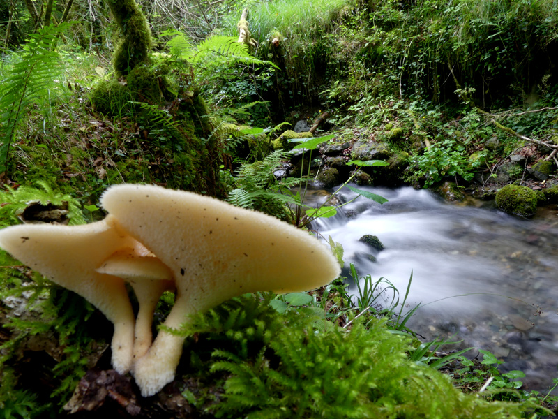 Polyporus tuberaster 629.jpg