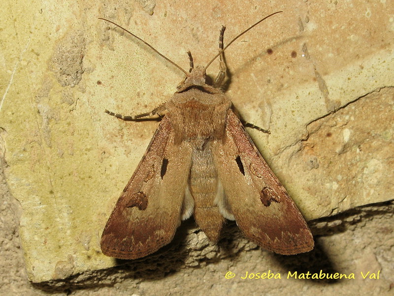 Agrotis exclamationis - Noctuidae 190629 3664 oky-bu.jpg