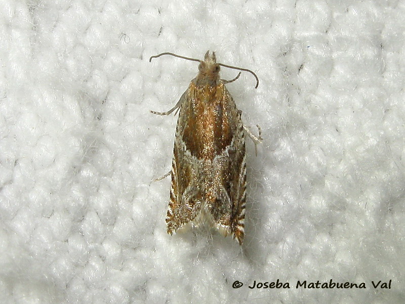 Ancylis comptana - Tortricidae 190629 3446 bu.jpg