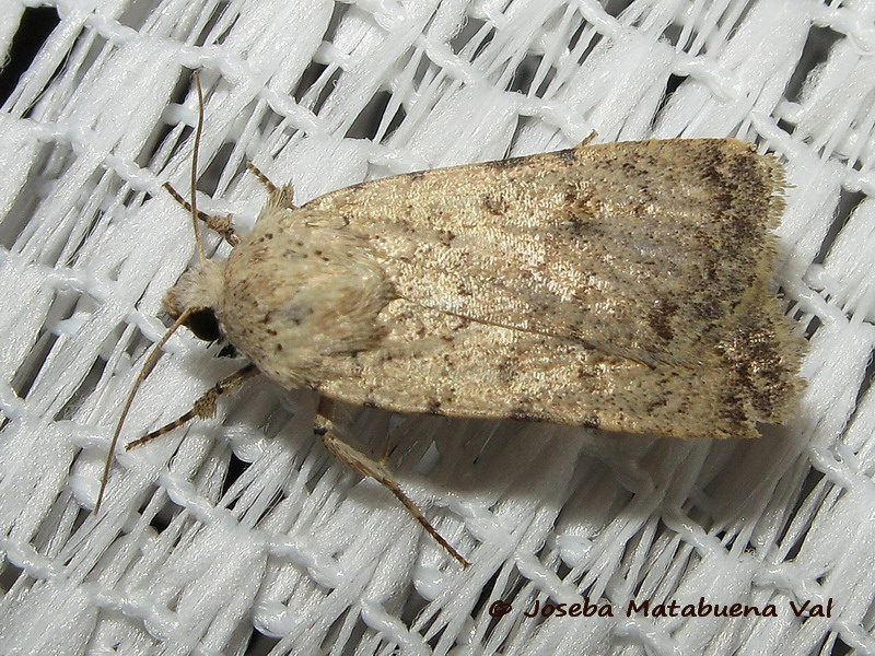 Caradrina clavipalpis - Noctuidae 190629 3832 oky-bu.jpg