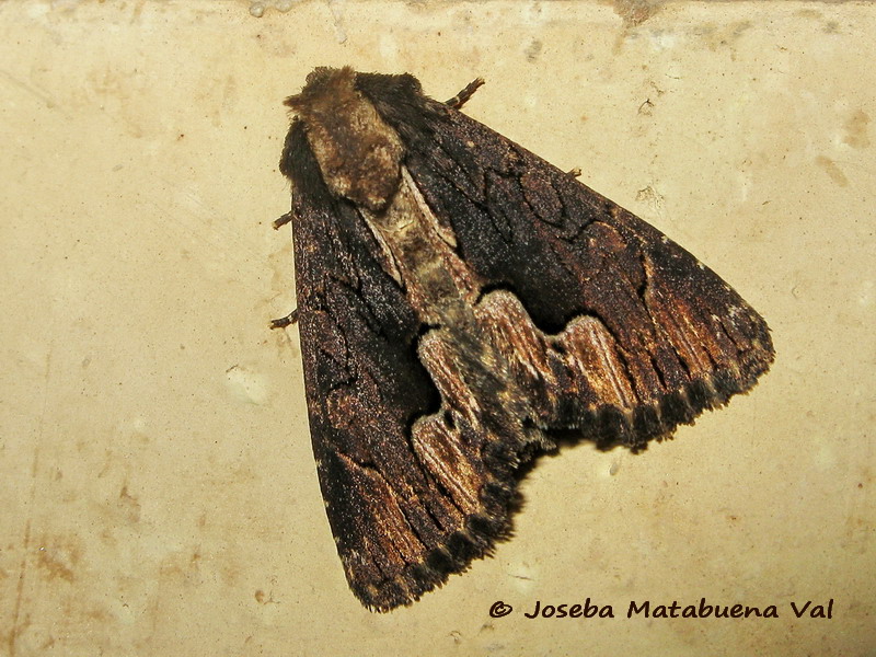 Dypterigia scabriuscula - Noctuidae 190629 3554 oky-bu.jpg