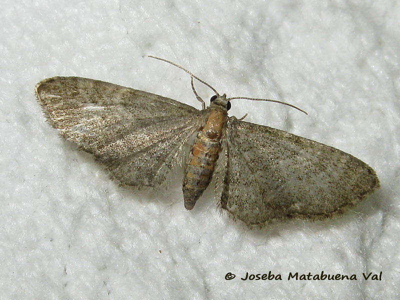 Eupithecia haworthiata - Geometridae 190629 3673 bu.jpg