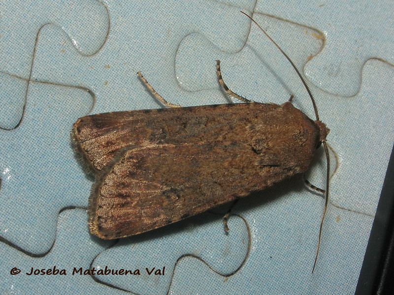 Euxoa conspicua - Noctuidae 190629 3555 oky-bu macho.jpg