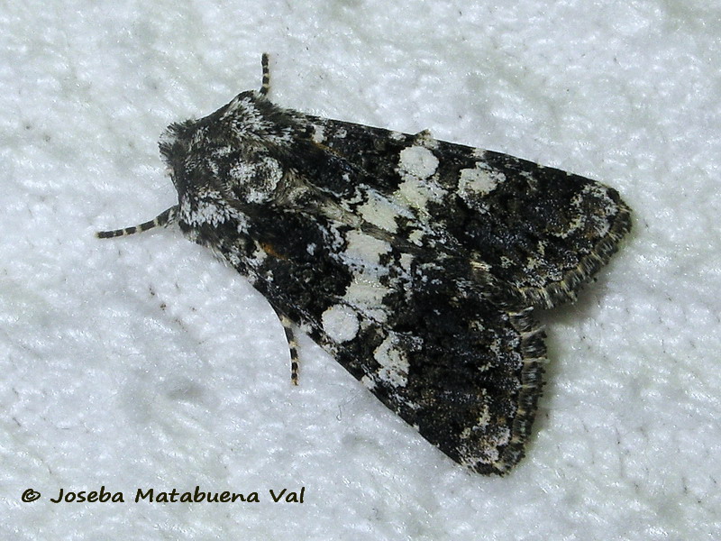 Hadena compta - Noctuidae 190628 3424 oky-bu.jpg