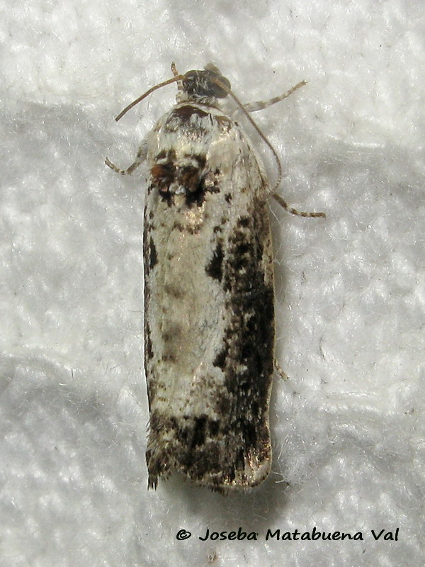 Hedya salicella - Tortricidae 190629 3686 oknm-bu.jpg