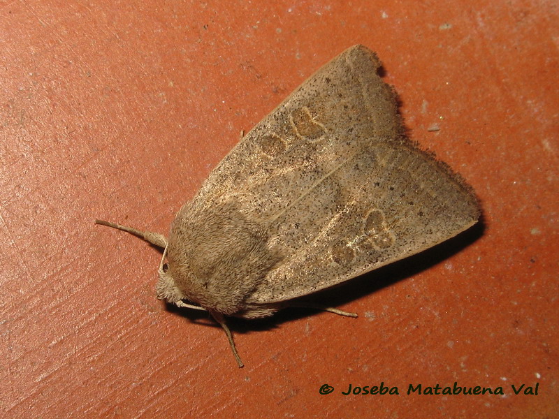 Hoplodrina ambigua - Noctuidae 190629 3734 oky-bu.jpg