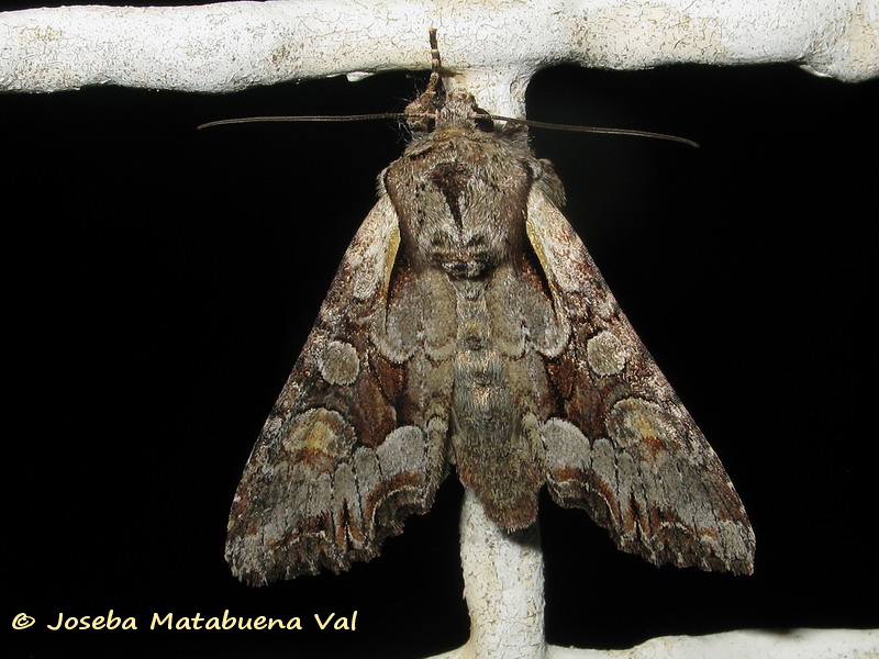 Lacanobia w-latinum - Noctuidae 190629 3580 oky-bu.jpg