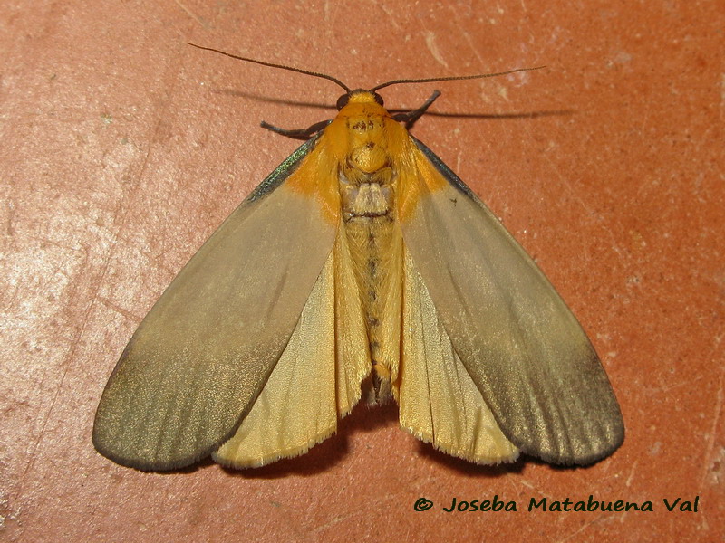 Lithosia quadra - Erebidae Arctiinae 190629 3804 oky-bu macho.jpg