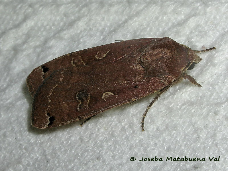 Noctua pronuba - Noctuidae 190629 3660 oky-bu.jpg