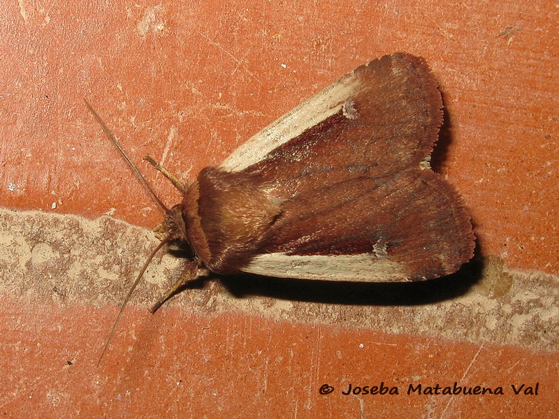Ochropleura plecta - Noctuidae 190629 3762 oky-bu.jpg