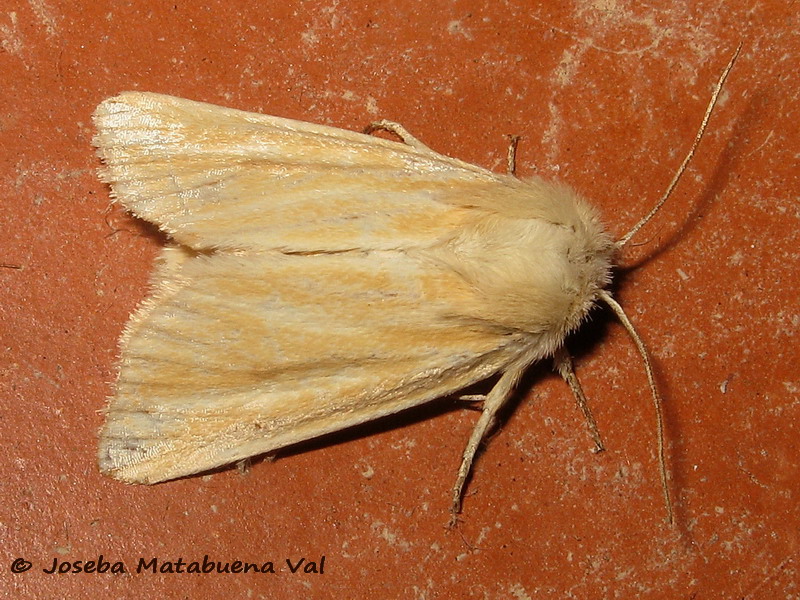 Oria musculosa - Noctuidae 190629 3815 oky-bu.jpg