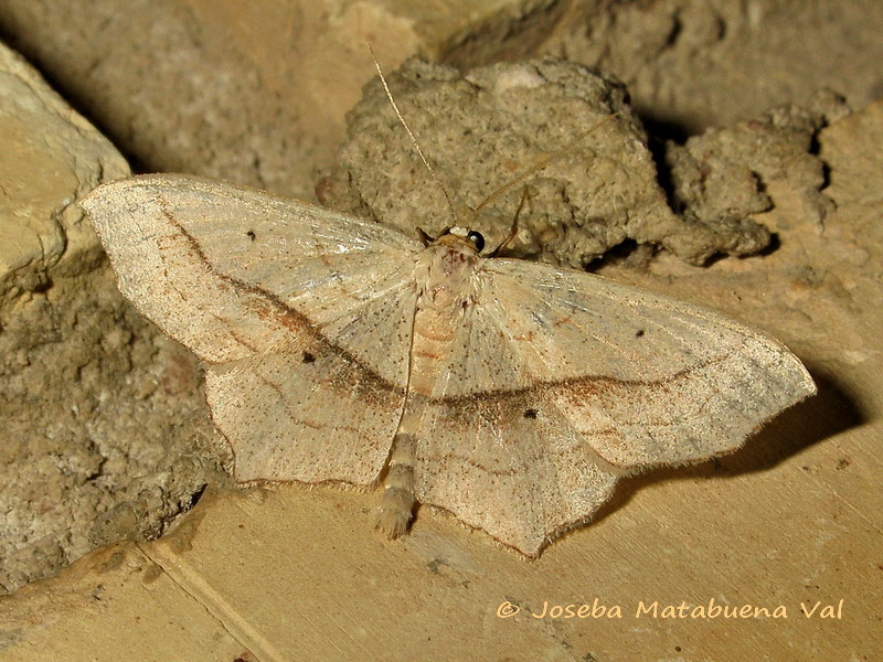 Scopula (Ustocidalia) imitaria - Geometridae 190629 3749 bu.jpg