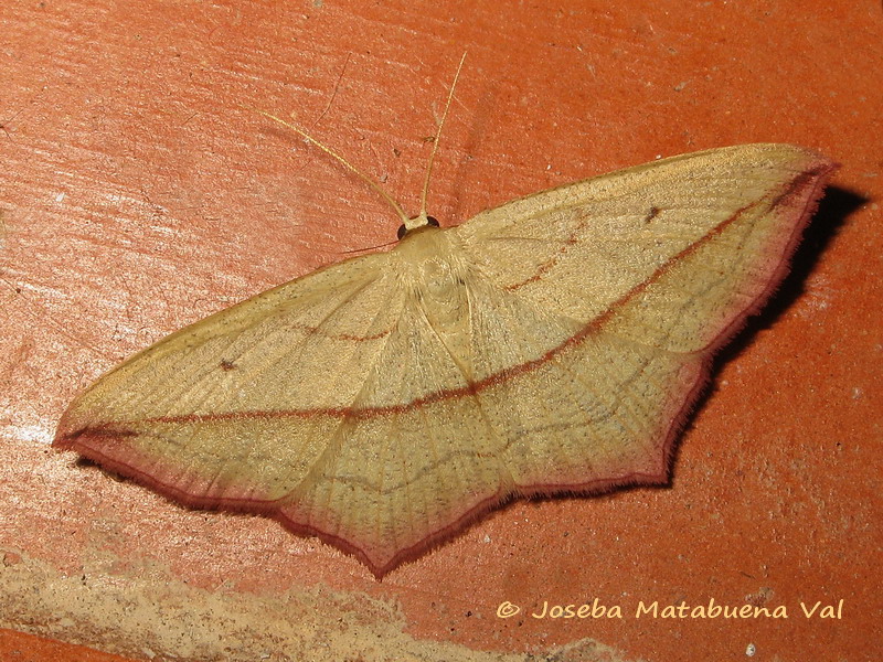 Timandra (Calothysanis) comae - Geometridae 190629 3690 bu.jpg