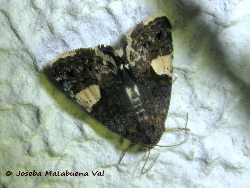 Tyta luctuosa - Noctuidae 190629 3723 oky-bu.jpg