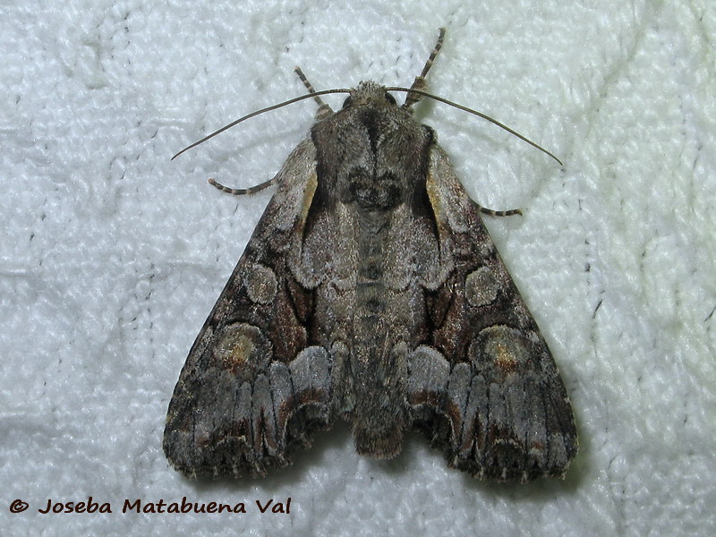 Lacanobia w-latinum - Noctuidae 190629 3584 oky-bu.jpg