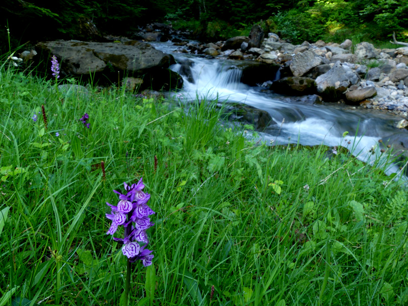 Dactylorhiza maculata 742.jpg