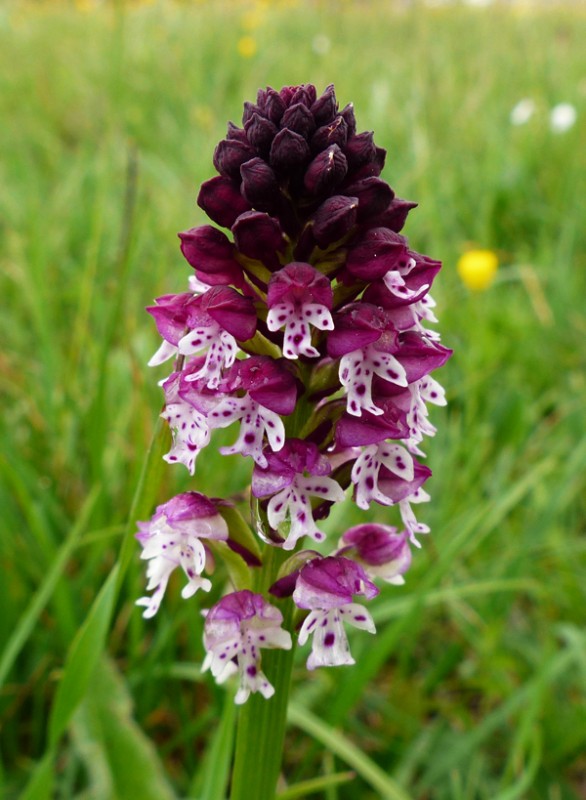 Orchis ustulata 413.JPG