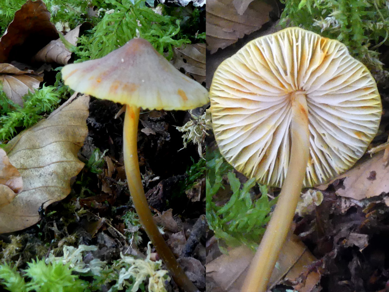 Mycena crocata 732.jpg