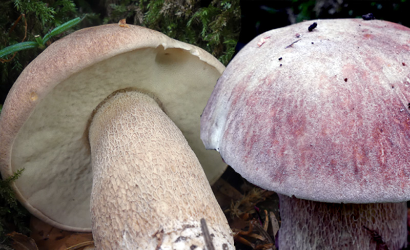 Boletus aestivalis 83.1.jpg