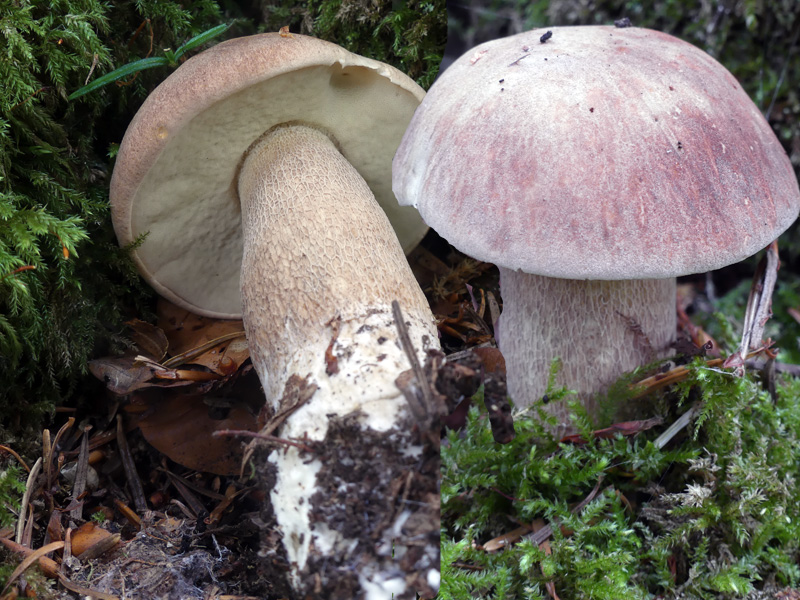 Boletus aestivalis 831.jpg