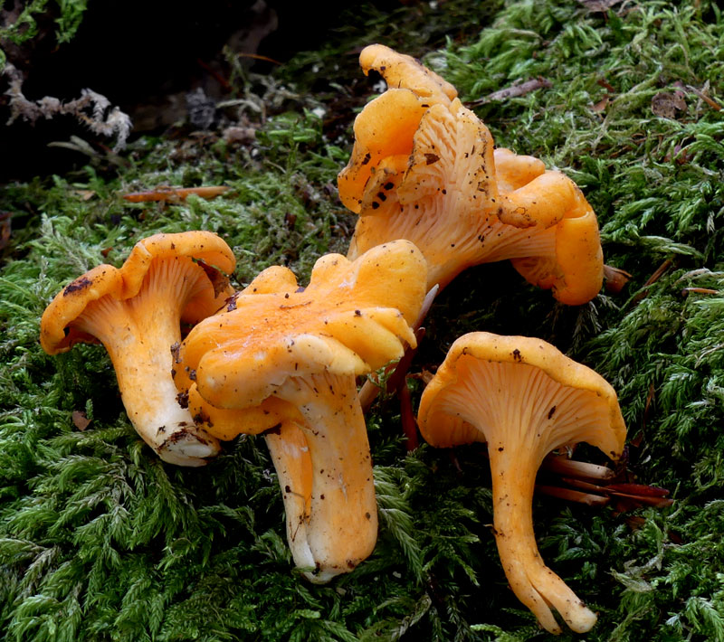 Cantharellus friesii 909.jpg