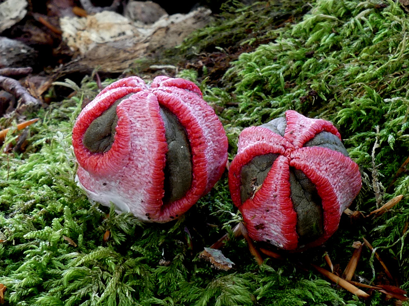 Clathrus archeri 896.jpg