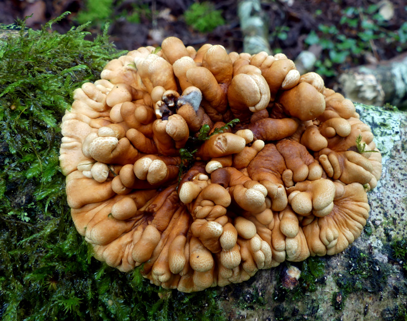 Hypocreopsis rhododendri 887.jpg