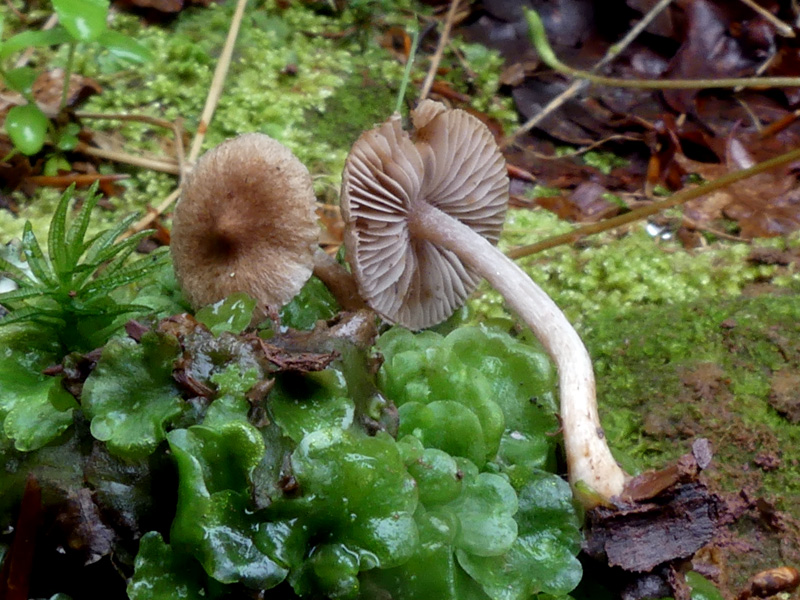 Inocybe petiginosa 941.jpg