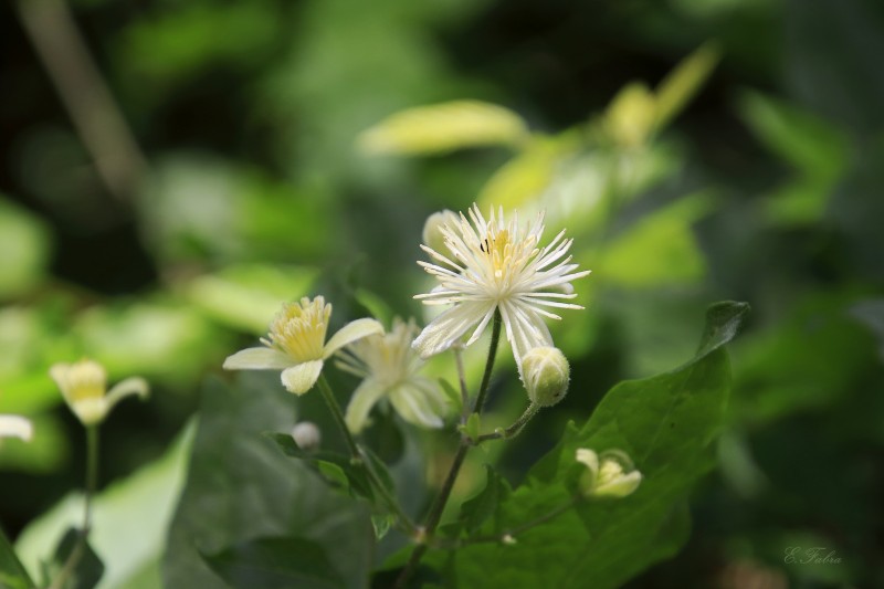 Clematis vitalba (1).jpg