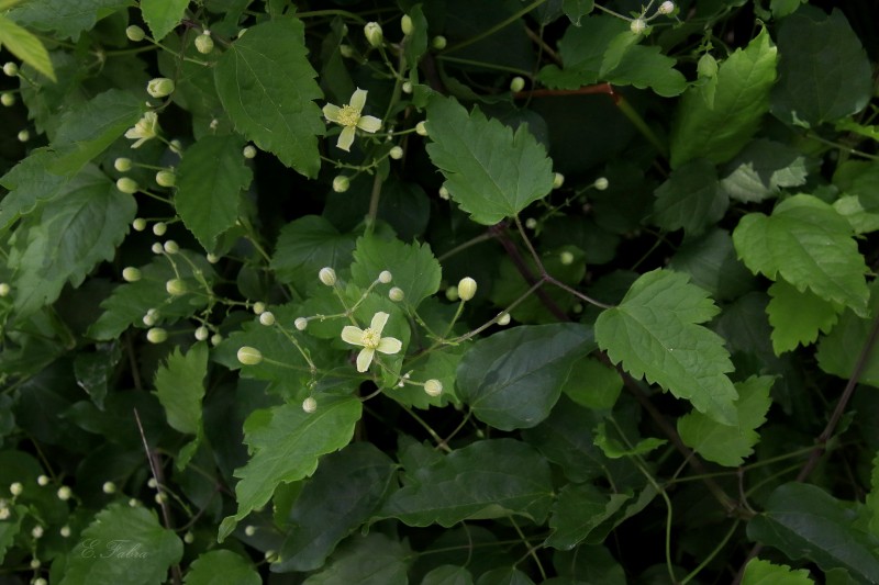 Clematis vitalba (2).jpg