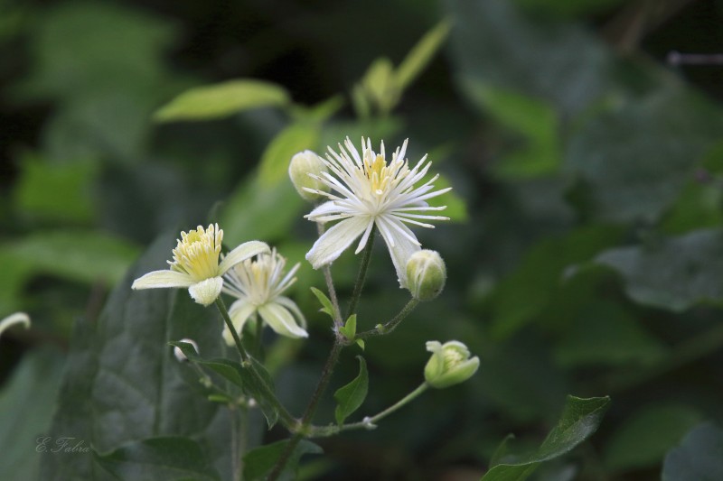 Clematis vitalba (3).jpg