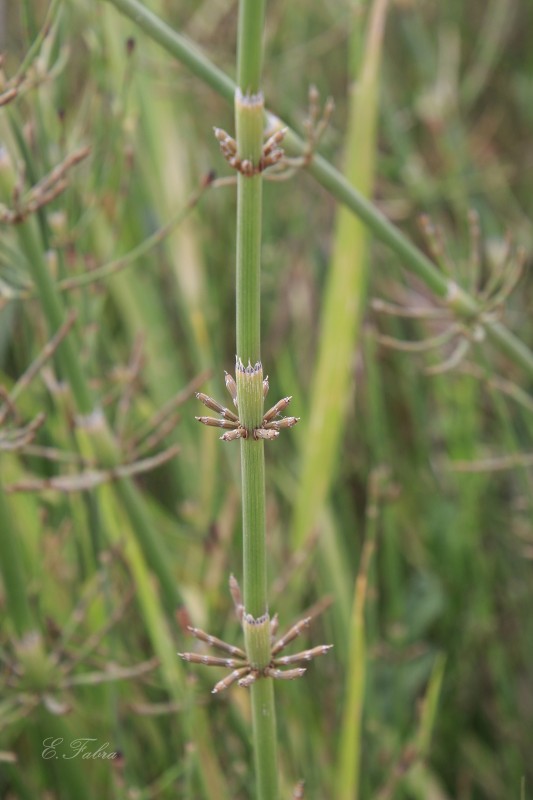 Equisetum ramosissimun (2).jpg