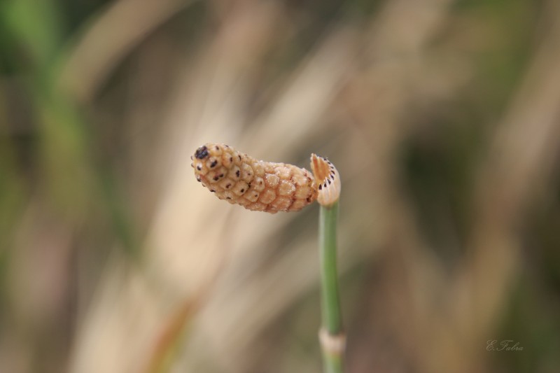 Equisetum ramosissimun (3).jpg