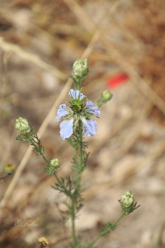 Nigella gallica (1).jpg