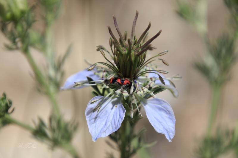 Nigella gallica (2).jpg