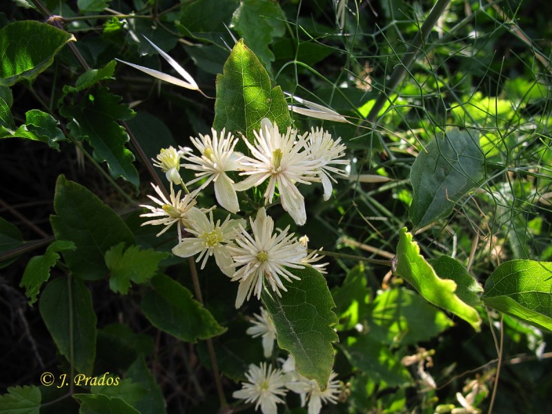 Clematis vitalba_13.JPG