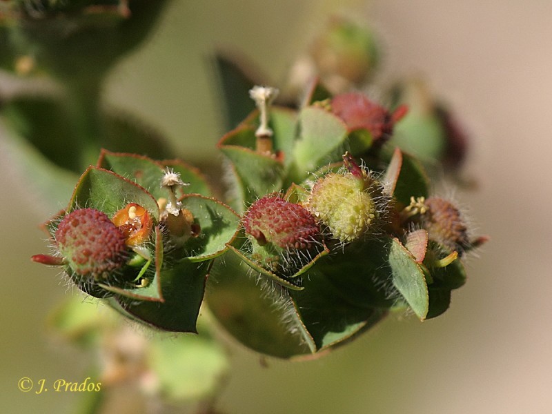 Euphorbia hirsuta_5.JPG