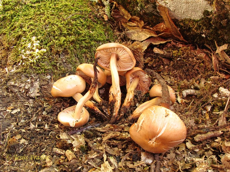 Gymnopus fusipes_22.JPG