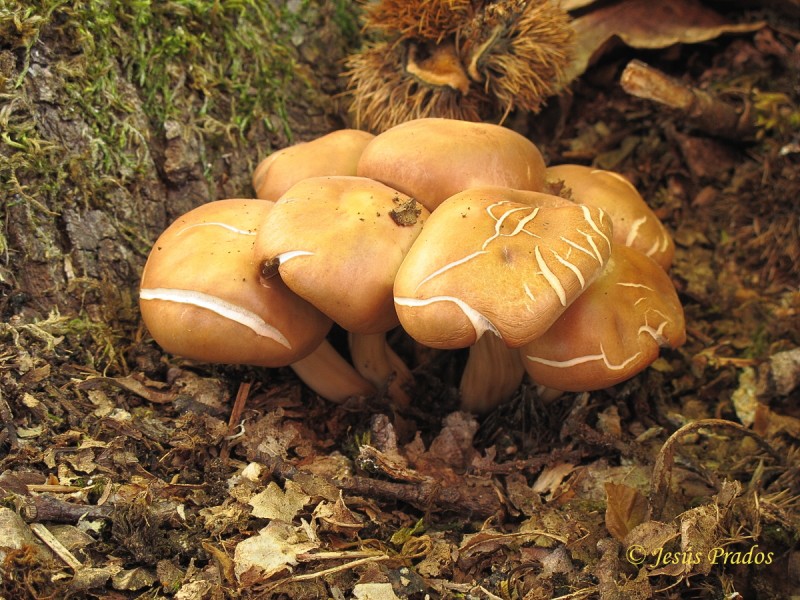 Gymnopus fusipes_19.JPG